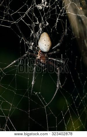 White Spider Nephilengys Livida On Net, Nephilid Spider Are Common In Human Dwellings. Masoala Natio