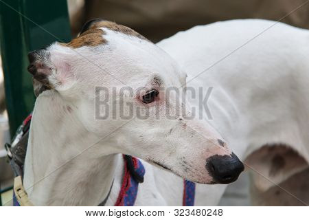 Hortaya Greyhound. Russian Greyhounds - A Group Of Breeds Of Hunting Dogs, For Unarmed Hunting.