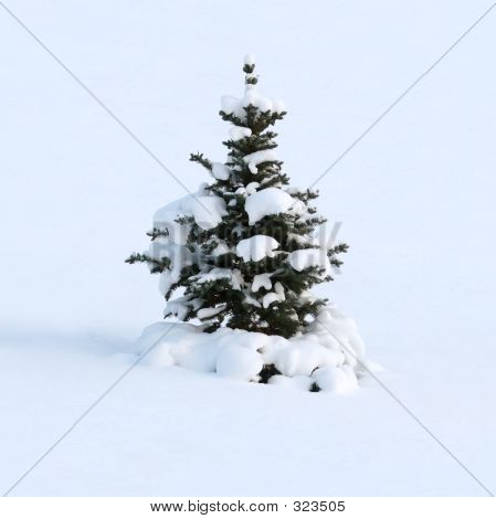 Vinter drøm af en pels-træ