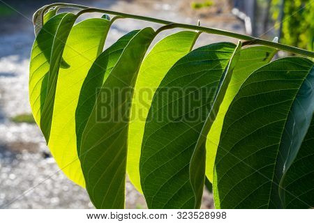 Plantations Of Cherimoya Custard Apple Fruits In Granada-malaga Tropical Coast Subtropical Region, A