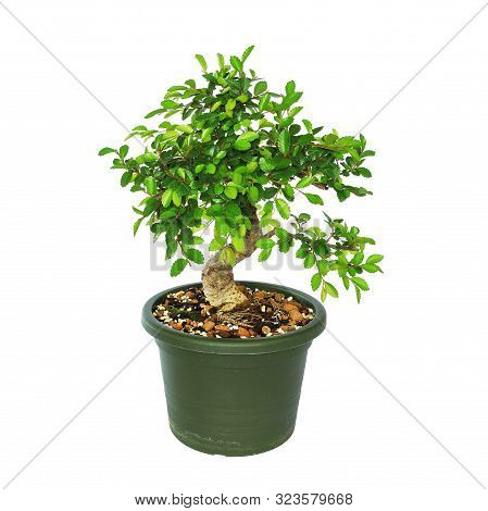 Ulmus Parvifolia, Chinese Elm In Training, Tree Isolated Over White Background