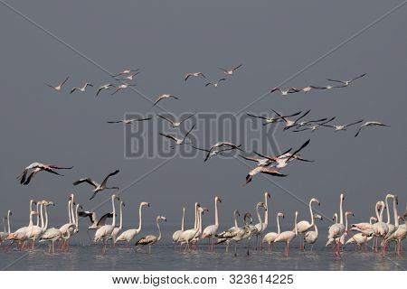 Greater Flamingo, Phoenicopterus Roseus At Bhigwan In Pune District, Maharashtra, India.