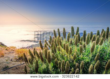Evening View From Top Of Mountain That Is Above The Clouds. Unusual Flower Echium Fastuosum,  All Gr