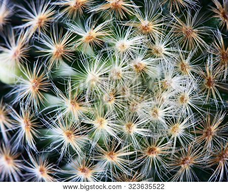 Close-up View Of Beautiful Cactus On Black Background