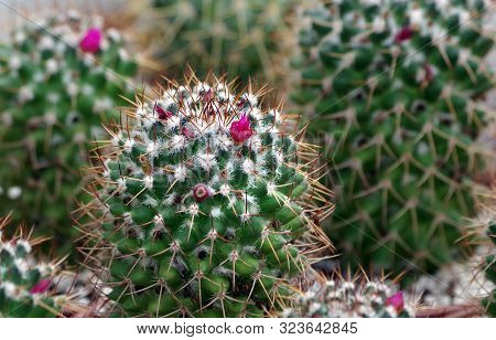 Flowering Cacti. Cacti Pattern. Cactus Texture Background. Natural Pattern Of Cactus Leaves. Natural
