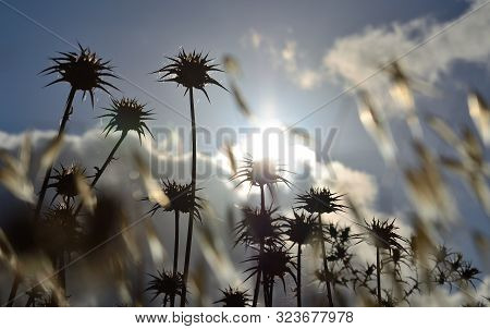 Dry Flowers Of Wild Thistle Between Oats And Sky With Clouds At Sunrise