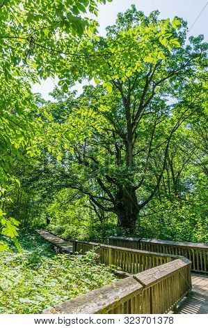 A Boardwalk At The Nisqually Wetlands In Washington State.