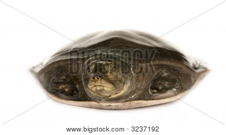 Soft-Shell 거북이-가족: Trionychidae