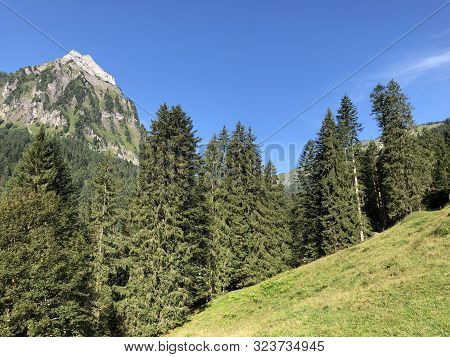 Evergreen Or Coniferous Forests On The Slopes Of The Oberseetal Alpine Valley And In The Glarnerland