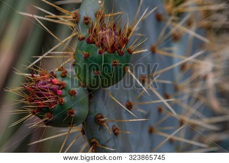 Cactus, Opuntia Ficus-indica Is A Species Of Cactus That Has Long Been A Domesticated Crop Plant Imp