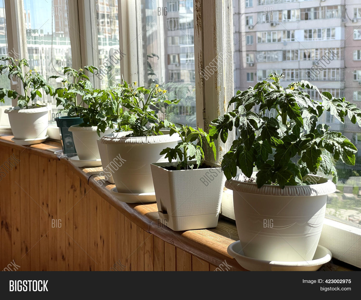 Balcony Garden. Tomato Image & Photo (Free Trial) Bigstock