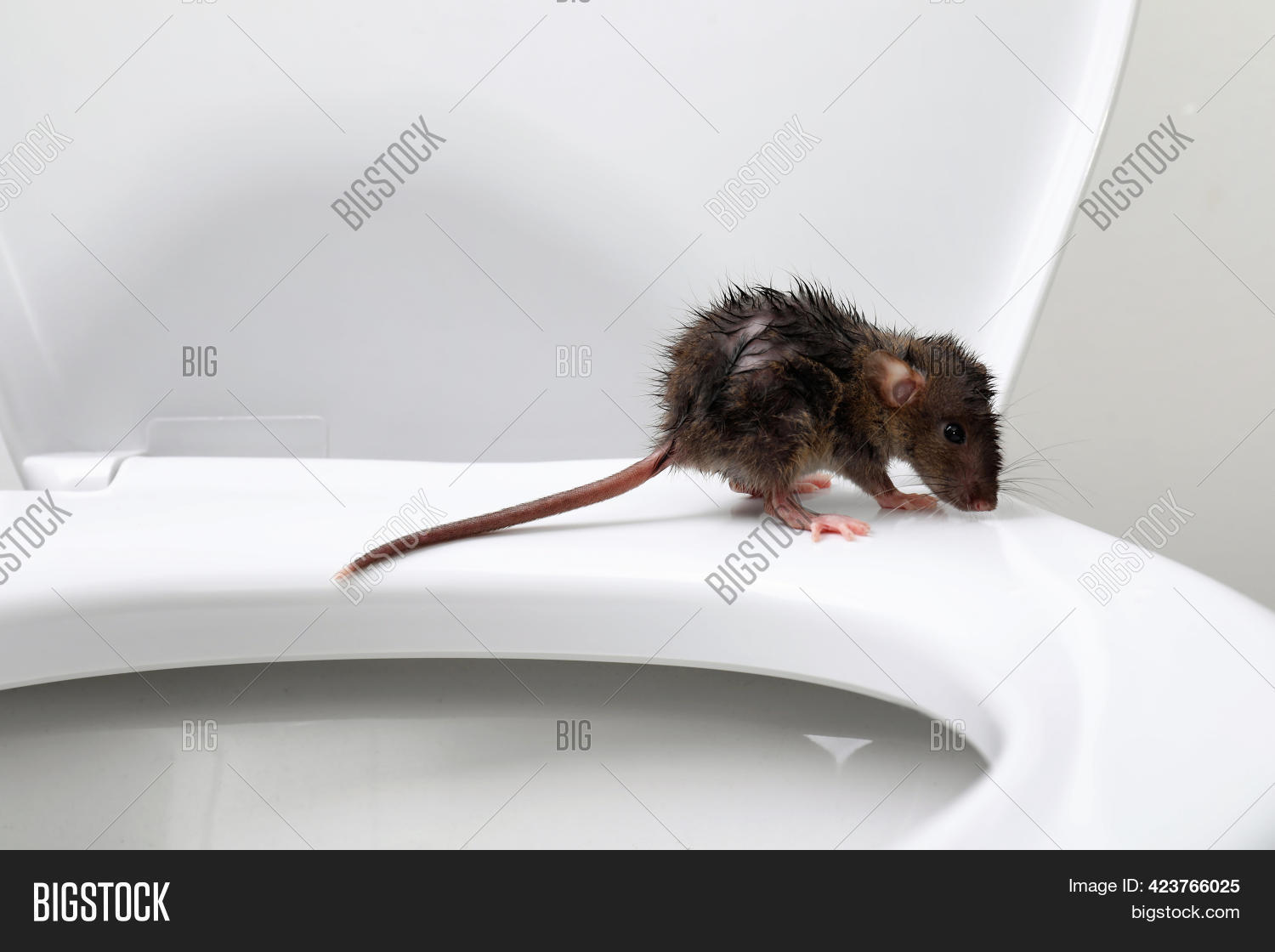Wet Rat On Toilet Bowl Image & Photo (Free Trial) Bigstock