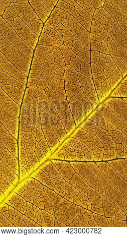 Leaf Of Fruit Tree Close-up. Beautiful Summer Mobile Phone Wallpaper. Brown And Yellow Mosaic Patter