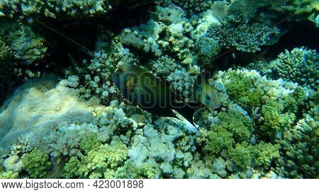 Striated Surgeonfish (ctenochaetus Striatus) Undersea, Red Sea, Egypt, Sinai, Ras Mohammad National 