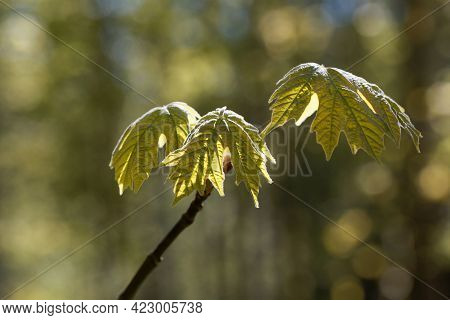 Spring Leaves Of An Oregon Maple Tree, Acer Macrophyllum