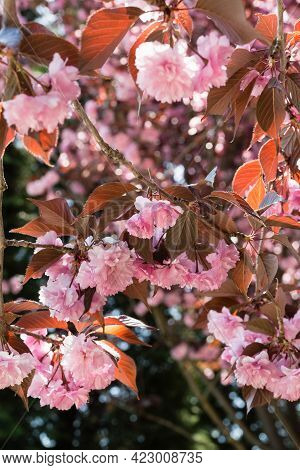 Beautiful Cherry Blossom Melkopilchatoy: Double Pink Flowers And Red Leaves On The Branches