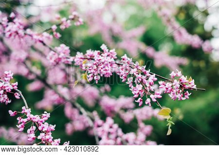 Blooming Branches Of Cercis Griffithii In The Garden, Close-up.