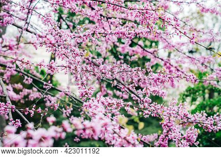 Blooming Branches Of Cercis Griffithii In The Garden, Close-up.