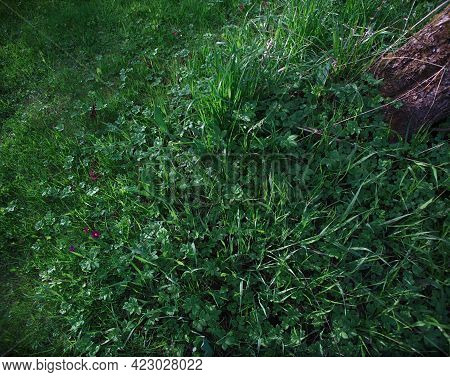 Green Slightly Wet Untrimmed Grass In A Garden, Outdoor Closeup