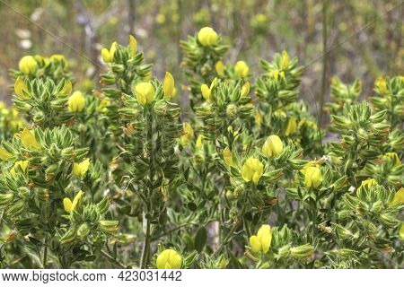 Closeup View Of Yellow Flowers Ononis Natrix On A Blurred Background.