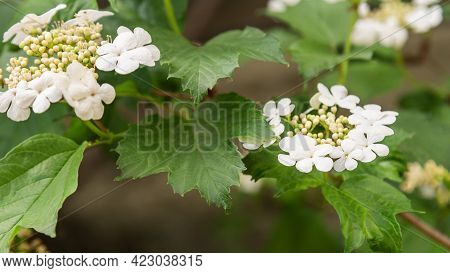 Viburnum Opulus Or Kalina Flowers In Garden In Spring