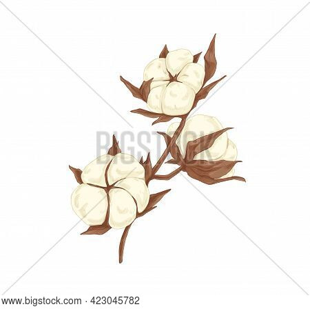 Soft Cotton Flower Branch. Realistic Botanical Drawing Of Beautiful Coton Plant With Fluffy Bolls An