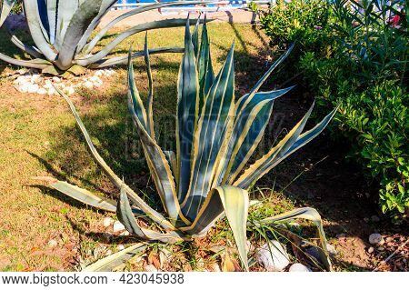 Agave Tequilana, Commonly Called Blue Agave (agave Azul) Or Tequila Agave