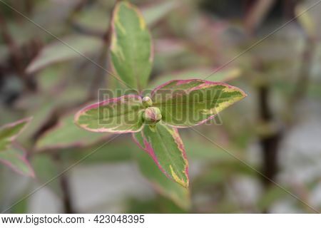 St. Johns Wort Tricolor - Latin Name - Hypericum X Moserianum Tricolor