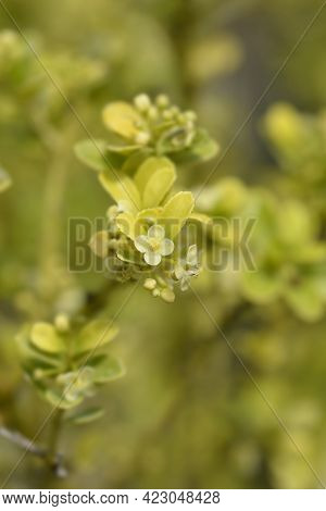 Box-leaved Holly - Latin Name - Ilex Crenata