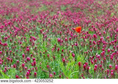Common Poppy, Papaver Rhoeas Flower In Red Crimson Clover, Trifolium Incarnatum Flower Field