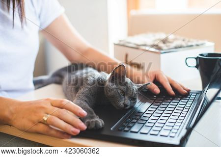 Young Woman In White T-shirt Sitting With A Cat On Her Lap At The Wooden Table At Home With Laptop A
