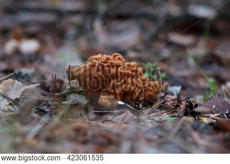 Gyromitra Gigas, Beautiful Gyromirtra Esculenta Mushrooms Growth. Fresh And Wild April Bull Nose Mus