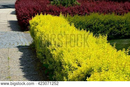 Golden Leaves Do Not Burn In The Sun If The Plant Is Well Rooted And Has Enough Attractiveness When 
