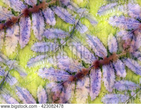 Botanical Print With Leaf Prints On Natural Silk. Hand-drawn Illustration. Ecoprint.