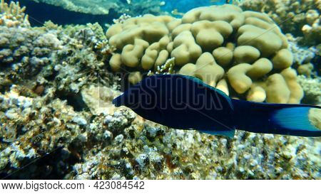 Green Birdmouth Wrasse Or Indian Birdmouth Wrasse (gomphosus Caeruleus. Invalid Synonym: Gomphosus C