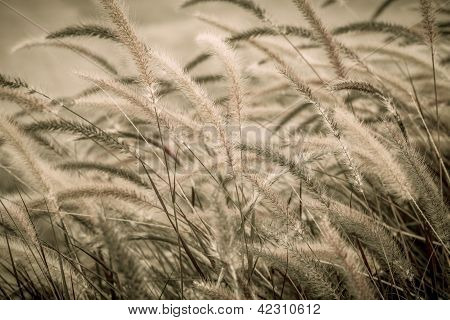 Purple Fountain Grass