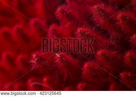 A Red Spikelets Close Up Macro Nature Background