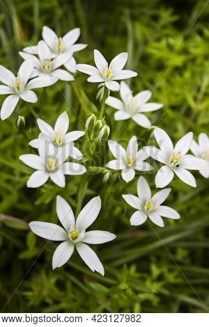White Ornithogalum Flowers Closeup (star Of Bethlehem)