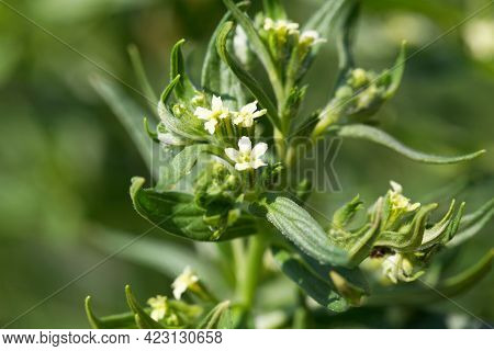 Flower Of A Common Cromwell, Lithospermum Officinale