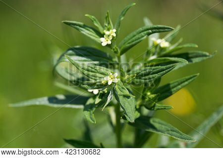 Flower Of A Common Cromwell, Lithospermum Officinale