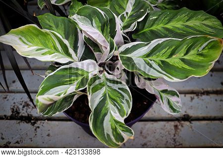 Bicolor Leaves On The Peacock Calathea Plant