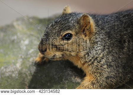 Close Up Of A Squirrel Resting On A Boulder.