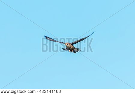 Red Footed Falcon In Flight, Falco Vespertinus
