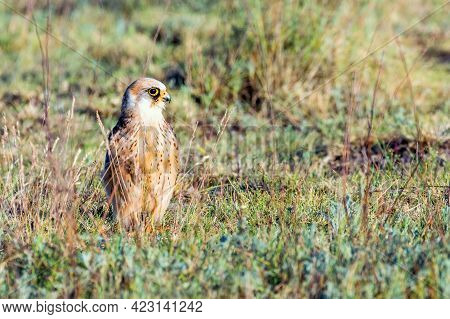 Red Footed Falcon Female (falco Vespertinus) On A Field