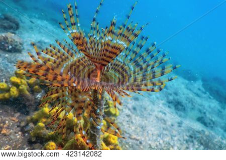 Tubeworm Underwater (sabella Spallanzanii) underwater Sea Life
