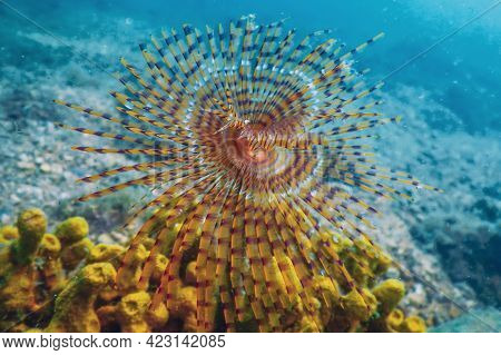 Tubeworm Underwater (sabella Spallanzanii) underwater Sea Life
