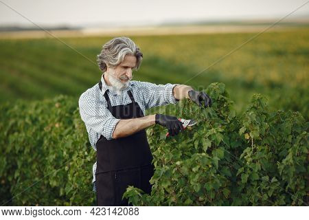 Senior In A Black Apron Use A Averruncator