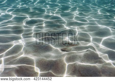 Sandy Bottom, Fish Swimming Underwater Pearly Razorfish