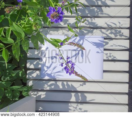 Copy Space And Galega Orientalis, Fodder Galega, Eastern Galega, Selective Focus
