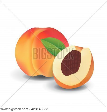 Peach Healthy Organic Fresh Fruit Summer Isolated Vector Illustration
